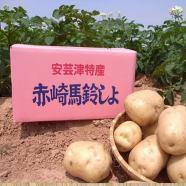 安芸津特産 まる赤じゃがいも 10kg(5kg×2箱)　◆送料込価格◆