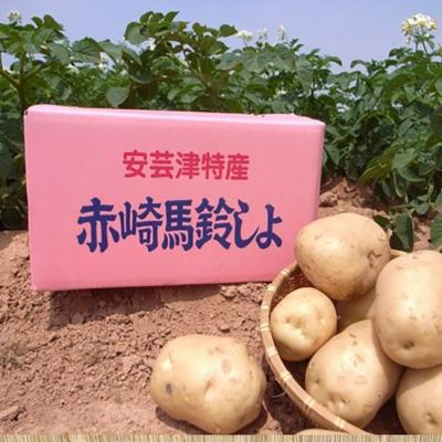 安芸津特産 まる赤じゃがいも 5kg　◆送料込価格◆